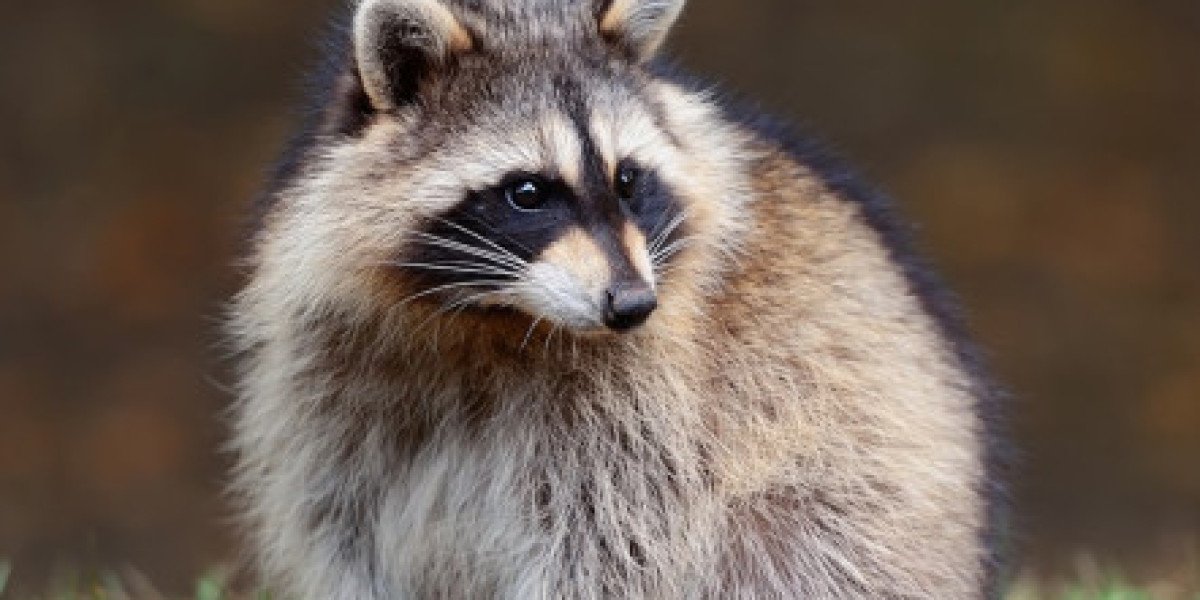 Top-Rated Animal Control Services in Columbia, SC: Wildlife Removal You Can Count On